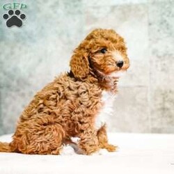 Pepto/Miniature Poodle									Puppy/Male	/October 15th, 2025,Exceptionally sweet, this puppy loves attention and is well adapted. With unique personality quirks, this puppy will make a lively addition to your home. Call and reserve yours today!
