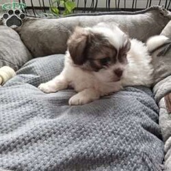 Button/Shih-Poo									Puppy/Female	/6 Weeks,Hey there!  Meet Button,  AKA cute as a button! She is a lively little pup, the only one in the litter, so she comes up with lots of cute little games, all by herself! Loves attention and also playing all by herself. She will be a great addition to any loving home!