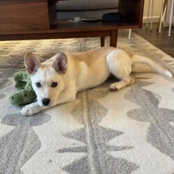 Adopt a dog:Hercules/Alaskan Husky/Male/2 m,Hercules is currently in a foster home. Sign up to meet him through our Virtual Adoption Program! This curious pup is ready to explore what the world has to offer. They might chew or eat weird things as they learn what to do instead, so they’ll be counting on you to teach them through patience and puppy love. They’re looking for adopters who will commit to continuing their puppy education and socialization. They can’t wait to meet you! Get 50% off your puppy adoption fee for successfully completing our Puppy Parent Orientation + quiz!