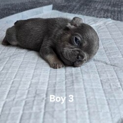 French bulldog /French Bulldog/Female/Sex: Mixed Litter,8 puppies are looking for their new loving homes.parents with  super genes lilac Tan Carrying L4 FLUFFY Cream.