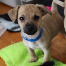 Adopt a dog:Reed/Terrier/Male/2 m,This confident pup is ready to strut their stuff with a new family. They might be a little mischievous, so they’ll be counting on you to teach them what to do instead through patience and love. Puzzle toys, training, and playtime will help keep their mind and body engaged. They’re looking for adopters who will commit to continuing their puppy education and socialization. They can’t wait to meet you! Get 50% off your puppy adoption fee for successfully completing our Puppy Parent Orientation + quiz!