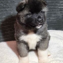 American akita puppies/Akita/Female/Sex: Mixed Litter,We have 7 stunning chunky akita puppies ready to be reserved. They are 5 weeks old, 4 girls (pink, red, orange, yellow) & 3 boys (blue/reserved, green, silver) 