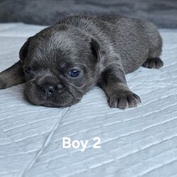 French bulldog /French Bulldog/Female/Sex: Mixed Litter,8 puppies are looking for their new loving homes.parents with  super genes lilac Tan Carrying L4 FLUFFY Cream.