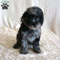 Lilly/Toy Poodle									Puppy/Female	/10 Weeks,Our adorable AKC-registered Blue Merle Toy Poodle, Lilly has been lovingly raised and is well socialized, making her gentle, loving, and ready to become a cherished family member. She is expected to mature around 6–8 lbs. She is microchipped, up to date on vaccinations and wormer, and comes with a 30-day health guarantee plus a 2-year genetic health guarantee for added peace of mind.