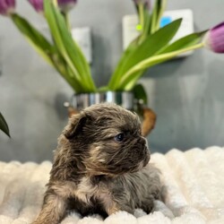 **Unique Fluffy French bulldogs**/French Bulldog/Female/Sex: Mixed Litter,Hi there we are delighted that our girl has given birth naturally to a litter of adorable  visual fluffy 