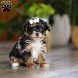 Chanel/Yorkie Poo									Puppy/Female	/7 Weeks,Meet the sweetest little Yorkiepoo puppy, Chanel! She’s a tiny bundle of love with a big personality. Playful and curious, she loves to explore her surroundings, chase after toys, and hang out with her favorite people. Whether she’s showing off her adorable puppy zoomies or snuggling up for a good nap, she will bring endless joy to your home. While Yorkies tend to be alert, lively and spirited, Poodles are known for their intelligent and playful nature—making this sweet Yorkiepoo the perfect balance of energy, affection and smarts!