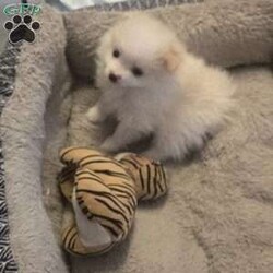 Vicky/Pomeranian									Puppy/Female	/6 Weeks,The puppies are very playful and love to be held. They wag their tails as soon as they see people. Great with children and other animals. Puppies available for pickup from Stroudsburg, Pennsylvania 18360, but I regularly visit Brooklyn, New York 11235 so I could bring him along.