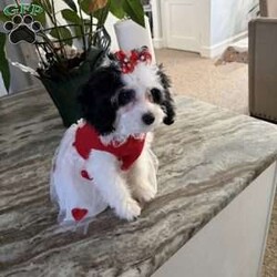 Lolita/Cavapoo									Puppy/Female	/36 Weeks,This female pup is 4 lbs, dewormed, and current on vaccines. She’s been house raised with both parents and is well-socialized. She’s playful, friendly, and very affectionate—a perfect family pup. Call for pickup info, and to schedule a meet & greet.