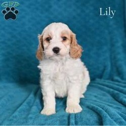 Lily/Cockapoo									Puppy/Female	/November 22nd, 2025,These adorable Cockapoo puppies are ready to find their loving forever homes! Cockapoos are a popular hybrid known for their affectionate personalities, intelligence, and happy, playful nature. These puppies are the perfect blend of their parents—their mom is a beautiful buff Cocker Spaniel and their dad is a sweet Mini Poodle—giving them the best traits of both breeds. Our puppies are family raised and socialized .Each puppy has been vet checked and is up to date on age-appropriate shots and dewormer, so you can feel confident you are bringing home a healthy puppy. For additional peace of mind, they come with a 30-day health guarantee. These sweet Cockapoo puppies are now looking for loving homes where they will be treasured as part of the family. If you are searching for a loyal, affectionate, and fun-loving companion, one of these puppies could be the perfect addition to your home.
