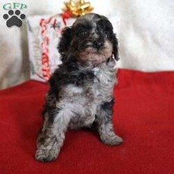 Lilly/Toy Poodle									Puppy/Female	/10 Weeks,Our adorable AKC-registered Blue Merle Toy Poodle, Lilly has been lovingly raised and is well socialized, making her gentle, loving, and ready to become a cherished family member. She is expected to mature around 6–8 lbs. She is microchipped, up to date on vaccinations and wormer, and comes with a 30-day health guarantee plus a 2-year genetic health guarantee for added peace of mind.