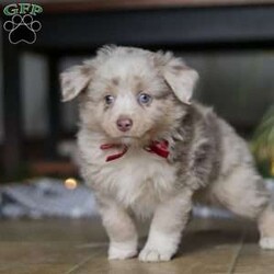 Turbo/Miniature Australian Shepherd									Puppy/Male	/8 Weeks,Meet Turbo! An irresistibly sweet and adorable Miniature Australian Shepherd puppy. With a coat as soft as a cloud and eyes that sparkle with curiosity, he is sure to steal the spotlight wherever he may go.  Mini Aussies are known for their intelligence, playful energy and friendly nature, making them a favorite for families and individuals alike. They form strong bonds to their people and they thrive on love and attention. Whether you’re hiking a trail or relaxing at home, he will bring a spark of fun and companionship that’s hard to match. Loyal, bright, and endlessly affectionate, he’s not just a pet—he’s a best friend in the making. This handsome boy will follow your lead and join you on countless adventures!