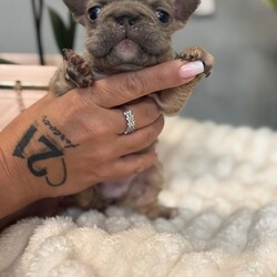 **Unique Fluffy French bulldogs**/French Bulldog/Female/Sex: Mixed Litter,Hi there we are delighted that our girl has given birth naturally to a litter of adorable  visual fluffy 