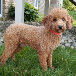 Lenny/Mini Goldendoodle									Puppy/Male	/12 Weeks,Looking for the perfect puppy to add sunshine to these chilly winter days? Look no further! My name is Lenny and I’m the sweetest F1b mini goldendoodle! One look into my warm, loving eyes and at my super soft fluffy coat and I’ll be sure to have captured your heart already! I’m very happy, playful and very kid friendly and I would love to fill your home with all my puppy love!! I have a very sweet personality, and I love giving kisses. I stand out above the rest with my sweet, loving personality and my beautiful red coat with white markings and my cute puppy eyes! I will come to you vet checked and up to date on all vaccinations and dewormings . I come with a 1-year guarantee with the option of extending it to a 3-year guarantee and shipping is available! My mother is Ellie, an F1 Goldendoodle weighing 23# and my father is Louie, a 12# mini Poodle and he is genetic tested! Both of my parents are very sweet and kid friendly which will make me the same!! I will grow to approx. 15-20# and I will be hypoallergenic and non shedding!!!… Why wait when you know I’m the one for you? Call or text Martha to make me the newest addition to your family and get ready to spend a lifetime of tail wagging fun with me! (7% sales tax on in home pickups)