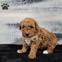 Orbit/Miniature Poodle									Puppy/Male	/11 Weeks,Meet Orbit an awesome little mini poodle puppy! He is an adorable little boy that has been family raised with kids and is very playful and charming. His sweet little face just says won’t you please come play with me? Orbit will come to you vet checked,  dewormed, and up to date on shots. He has such a loving personality and is sure to become your favorite furry friend! Contact us to make Orbit yours today!