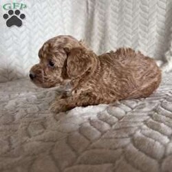 Grant/Toy Poodle									Puppy/Male	/11 Weeks,Meet Grant! These sweet AKC-registered Toy Poodle puppies are raised with lots of love and attention. They are microchipped and come from genetically tested parents, Rambo (4.5 lbs) and Brinley (8.5 lbs). Each puppy is vet checked, up to date on shots and wormer, and goes home with a 30-day health guarantee plus a 2-year genetic health guarantee. Raised around kids, they are well socialized, playful, and affectionate with great little temperaments. They’re truly wonderful pups looking for loving homes. Grant is 100 genetically clear and has an approximated adult weight of 6-8 lbs.