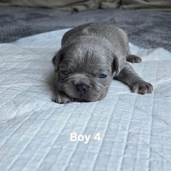 French bulldog /French Bulldog/Female/Sex: Mixed Litter,8 puppies are looking for their new loving homes.parents with  super genes lilac Tan Carrying L4 FLUFFY Cream.