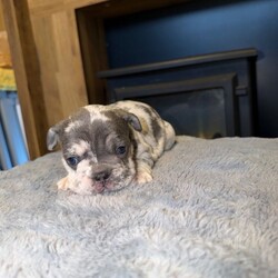 French bulldog puppies for sale LE5 2LT/French Bulldog/Female/Sex: Mixed Litter,We have 5 boys and 1 girl available, all looking for their forever homes. 