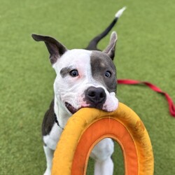 Adopt a dog:Seltzer/Terrier/Male/1 y,  2 m,This dog’s adoption fee has been generously sponsored! Seltzer is bubbling over with excitement, ready to meet you! This 1-year-old Pittie mix is a playful and inquisitive young man, always ready to sniff out new things and really figure out who’s peed on this bush before him. Transferred from our neighbors over at SF Animal Care and Control, Seltzer has a confident, city-boy attitude you just can’t fake and is ready to take on every part of this city by your side. Seltzer can be a bit overexcited at times and is relying on his adopters to learn what to do instead but he’s been doing great so far! He’s ready to give you all of the affection as he looks at you with absolute love. If you’re ready for a sweet, young dog who just needs someone to follow, meet Seltzer today!