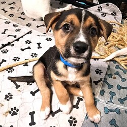 Adopt a dog:Thryallis/Retriever/Male/1 m,This confident pup is ready to strut their stuff with a new family. They might be a little mischievous, so they’ll be counting on you to teach them what to do instead through patience and love. Puzzle toys, training, and playtime will help keep their mind and body engaged. They’re looking for adopters who will commit to continuing their puppy education and socialization. They can’t wait to meet you! Get 50% off your puppy adoption fee for successfully completing our Puppy Parent Orientation + quiz!