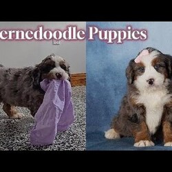Taffy/Bernedoodle									Puppy/Female	/19 Weeks,Taffy is a delightful merle Bernedoodle girl with a playful sparkle and a heart full of love. Her coat showcases beautiful swirls of gray, black, and white, making her as eye-catching as she is sweet. Taffy has a cheerful, outgoing personality and loves engaging with people and exploring the world around her.
