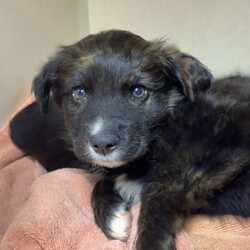 Adopt a dog:Archer/Shepherd/Male/2 m,This curious pup is ready to explore what the world has to offer. They might chew or eat weird things as they learn what to do instead, so they’ll be counting on you to teach them through patience and puppy love. They’re looking for adopters who will commit to continuing their puppy education and socialization. They can’t wait to meet you! Get 50% off your puppy adoption fee for successfully completing our Puppy Parent Orientation + quiz!