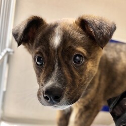 Adopt a dog:Bodie/Australian Cattle Dog/Male/2 m,This curious pup is ready to explore what the world has to offer. They might chew or eat weird things as they learn what to do instead, so they’ll be counting on you to teach them through patience and puppy love. They’re looking for adopters who will commit to continuing their puppy education and socialization. They can’t wait to meet you! Get 50% off your puppy adoption fee for successfully completing our Puppy Parent Orientation + quiz!