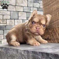 Kandy/French Bulldog									Puppy/Female	/21 Weeks,Hi there… I’m Kandy Sweet name, sweet personality — and yes, I’m just as irresistible as I look I’m an AKC-registered, purebred chocolate tan (Rojo) fluffy French Bulldog girl, born on December 5, 2025, and I’m beautifully put together with great quality structure — short, compact, and perfectly chunky. My rich coloring and fluffy coat give me that rare, eye-catching look Frenchie lovers adore. I’ve been family raised and well socialized, so I’m confident, affectionate, and already used to being part of everyday life. I love cuddles, attention, and being close to my people — I fit right into your arms and your heart All my puppy care has been taken care of so you can bring me home with peace of mind: • Up to date on all shots & dewormings • Microchipped • Comes with a health guarantee • AKC registered And the best part? Delivery is available right to your door, making it easy and stress-free for us to meet. If you’ve been waiting for a high-quality fluffy Frenchie girl with gorgeous Rojo coloring, a sweet temperament, and excellent structure… I might just be your perfect match Contact us today to reserve your new family member — I can’t wait to be yours!