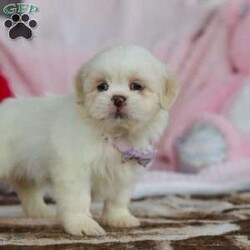 Maggie/Lhasa Apso									Puppy/Female	/9 Weeks,Meet Maggie! The most adorable and dynamic ACA registered Lhasa Apso puppy. With a long, silky coat, expressive dark eyes, and that signature confident strut, this breed is as elegant as it is affectionate. Lhasas are known for their loyal nature and gentle spirit, forming strong bonds with their people and loving cozy cuddle time just as much as playful moments. Intelligent, alert, and full of character, this little one makes a wonderful companion for families or individuals looking for a devoted, loving best friend wrapped in fluff.