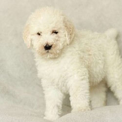 Shiloh ~ F1BB/Labradoodle									Puppy/Male	/December 12th, 2025,Our family has quickly fallen in love with our litter of cuddly puppies. They are very lovable and well-socialized. The children play with them often, and the puppies have been exposed to the constant noise of family life (laughing, talking, yelling, and a baby crying). They have experienced the sounds of a washing machine, dryer, and vacuum cleaner. The puppies have also enjoyed playing in the snow for short times.