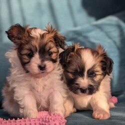 Two papillon puppies /Papillon/Female/Sex: Female,Wonderful papillon female girls born on boxing day ,mum and dad both imported from abroad full pedigree dogs ,dad KC registered and mum WCF registered with 5 generation pedigree