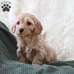 Finn/Mini Goldendoodle									Puppy/Male	/December 16th, 2025,Meet Finn, our adorable Miniature Goldendoodle puppy with beautiful white markings and a sweet, playful personality. Finn is happy, affectionate, and loves being around people. He loves belly rubs, cuddles, and exploring the world with curiosity! If you’re looking for a loyal companion and a new best friend, this pup is the perfect match.