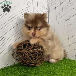 Skyler/Pomeranian									Puppy/Male	/8 Weeks, Hi there… my name is Skyler And yes — I’m that little chocolate-tan Merle Pom you can’t stop staring at I’m an AKC-registered, purebred Pomeranian boy born December-11-2025, with a big personality packed into a tiny, fluffy body. Everyone says I have the ultimate teddy bear face and a thick, plush coat that’s made for cuddling. My parents are both like 6 pounds, so I should be a perfect small size too! I’ve been family raised, loved on every day, and well socialized — so I’m confident, sweet, and ready to be your best little sidekick. I’m also a good boy when it comes to my care: • Up to date on all shots & dewormings • Microchipped • Comes with a health guarantee • AKC registered Whether you’re looking for a spoiled lap companion, a show-stopping pup, or a tiny best friend to follow you everywhere — I’m your guy. Delivery is available right to your door, so I can be snuggled up with you before you know it. If you’ve been waiting for that one special Pom… I think we just found each other