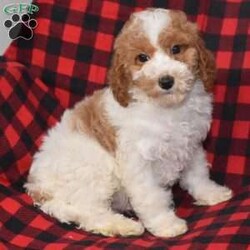 Preston/Miniature Poodle									Puppy/Male	/14 Weeks,Hi! I am an adorable Mini Poodle looking for a forever home. I promise to be your forever loyal friend and give unconditional love and lots of kisses. I was born on a mini farm in the country where it is very quiet and peaceful. My owners are not your everyday pet owners. They have a state-of-the-art kennel and specialize in poodles mini and toy also shitzus and teddy bears. There are also chickens on the farm that produce plenty of eggs for my owners. Bubbles is our family pet ready to greet you when you arrive to meet me. My parents are examined by a veterinarian on a regular basis for optimal health. 