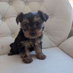 Jenna/Yorkie									Puppy/Female	/December 16th, 2025,Meet Jenna! This affectionate Yorkie puppy is vet checked & up to date on shots & wormer. She can be registered with the ACA, plus comes with a 30 day health guarantee provided by the breeder! Jenna is well socialized & can’t wait to join in on all the fun at your place!