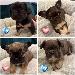 READY NOW - Fluffy French Bulldog/French Bulldog/Female/Sex: Mixed Litter,We’ve got some absolutely adorable FLUFFY French Bulldog puppies ready to find their loving families