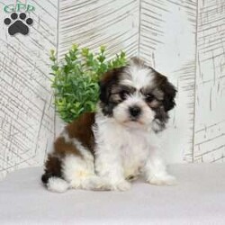 Kai/Teddy Bear									Puppy/Male	/December 30th, 2025,Kai may be small, but his confidence says otherwise. Shichons are bold little bundles of personality, and he wears it proudly. He’s playful, affectionate, and always ready to be involved in whatever you’re doing (yes, even folding laundry). With his fluffy coat and happy-go-lucky attitude, Kai brings energy, laughter, and nonstop tail wags wherever he goes.
