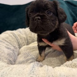 READY NOW - Fluffy French Bulldog/French Bulldog/Female/Sex: Mixed Litter,We’ve got some absolutely adorable FLUFFY French Bulldog puppies ready to find their loving families