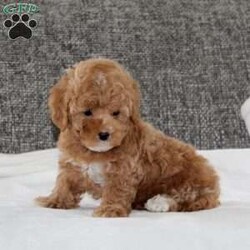Kirk/Havapoo									Puppy/Male	/8 Weeks,This is a gorgeous litter of family/house raised havapoo puppies. Their mom is a havapoo, and their dad is a toy poodle. They have dark red colored coats, and are well socialized and looking for their new forever homes. They are up to date on their vaccinations and dewormings, and have been vet checked. Feel free to call with questions, or to set up a time to come visit them. Thanks,