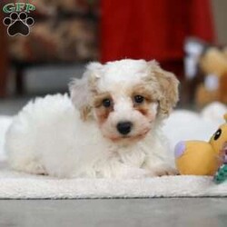 Miles/Bichon Frise									Puppy/Male	/7 Weeks,Hi, I’m Miles! I’m a very cute little Bichon puppy with the softest, fluffiest white coat and the happiest little wiggle you’ve ever seen. I love to bounce around and play, chasing toys and making everyone laugh with my silly puppy antics. When I’m not exploring or showing off how adorable I am, I’m happiest cuddled up close, soaking up all the love and giving sweet little puppy kisses. I have a bright, cheerful personality and a heart full of affection, and I can’t wait to be someone’s best friend forever!
