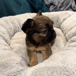 READY NOW - Fluffy French Bulldog/French Bulldog/Female/Sex: Mixed Litter,We’ve got some absolutely adorable FLUFFY French Bulldog puppies ready to find their loving families