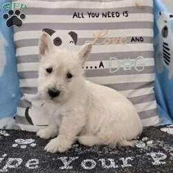 Vincent/Scottish Terrier									Puppy/Male	/December 17th, 2025,Meet Vincent a spunky little Scottish Terrier, AKC Reg. , Microchipped,  vet checked and shots are up to date.  health tested parents.  