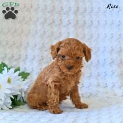 Rose/Toy Poodle									Puppy/Female	/9 Weeks,Our adorable Toy Poodle puppies are ready to find a loving home! These sweet, affectionate little companions have been raised with care and attention, making them well-socialized, playful, and eager to bond with their new families. Toy Poodles are known for their intelligence, gentle nature, and hypoallergenic coats, making them a wonderful choice for families, singles, or seniors alike. 