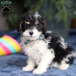 Ricky/Saint Berdoodle									Puppy/Male	/14 Weeks,Meet Ricky, a very cute F1B Miniature Saint Bernedoodle boy with the sweetest personality and the most irresistible fluffy coat! This handsome little guy is full of charm, curiosity, and playful energy, always ready to explore his surroundings or cuddle up right by your side. Ricky has a gentle, loving nature and a happy tail that never seems to stop wagging. He’s smart, affectionate, and eager to please, making him a wonderful companion for families of all ages. Whether he’s romping around during playtime or snuggling in for a cozy nap, Ricky is sure to fill your home with laughter, love, and puppy kisses.