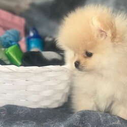  Tiny cream Cutie boy pure Pomeranians /Pomeranian/Female/Sex: Male,These handsome pure breed tiny boys was born on the 6th of January with a whelper on hand @CutieK9’s. there growth has been watched by many on TikTok live. 