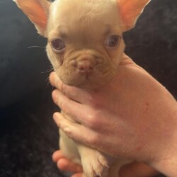 French bulldogs/French Bulldog/Female/Sex: Mixed Litter,We have a mixed litter of fluffy and non fluffy French bulldogs male and female available. 