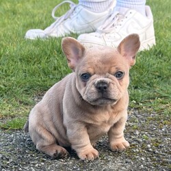 Last 2 French bulldog puppies/French Bulldog/Female/Sex: Mixed Litter,We are thrilled to introduce our stunning litter of 4 French Bulldog puppies, born on 09/01/2026 from the exceptional pairing of Fluffs & Pink ops.