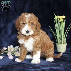 Dallas/Mini Goldendoodle									Puppy/Male	/7 Weeks,Take a look at our adorable Miniature Goldendoodle puppies! The mother, Christina, is a Mini Goldendoodle and father, Johnny Boy, is a Miniature Poodle. Each of these sweet puppies will come up-to-date on shots and dewormer and will be vet checked. Our puppies will also come with a 30-day Health Guarantee! To learn more about our puppies, contact us today!
