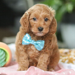 Female Cavapoo is available for adoption
