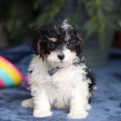 Ricky/Saint Berdoodle									Puppy/Male	/14 Weeks,Meet Ricky, a very cute F1B Miniature Saint Bernedoodle boy with the sweetest personality and the most irresistible fluffy coat! This handsome little guy is full of charm, curiosity, and playful energy, always ready to explore his surroundings or cuddle up right by your side. Ricky has a gentle, loving nature and a happy tail that never seems to stop wagging. He’s smart, affectionate, and eager to please, making him a wonderful companion for families of all ages. Whether he’s romping around during playtime or snuggling in for a cozy nap, Ricky is sure to fill your home with laughter, love, and puppy kisses.