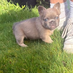 Last 2 French bulldog puppies/French Bulldog/Female/Sex: Mixed Litter,We are thrilled to introduce our stunning litter of 4 French Bulldog puppies, born on 09/01/2026 from the exceptional pairing of Fluffs & Pink ops.
